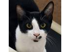 Adopt Bender a All Black Domestic Shorthair / Domestic Shorthair / Mixed cat in