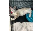 Adopt Bobbie a Tan or Fawn (Mostly) Domestic Shorthair (short coat) cat in South
