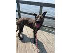 Adopt Bella a Brindle Dutch Shepherd / Catahoula Leopard Dog / Mixed dog in East