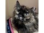 Adopt Flora a Domestic Long Hair