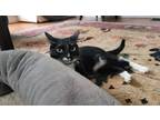 Adopt Ninja a Black & White or Tuxedo Domestic Shorthair / Mixed (short coat)