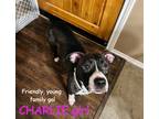 Adopt CHARLIE a Brown/Chocolate - with White Pit Bull Terrier / Mixed dog in