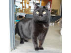 Adopt Chance a All Black Domestic Shorthair / Domestic Shorthair / Mixed cat in