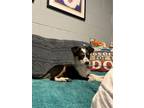 Adopt Mauve a Australian Shepherd, Australian Cattle Dog / Blue Heeler