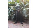 Adopt Grayson a Black Labrador Retriever / German Shepherd Dog dog in New