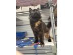 Adopt Gianna a Domestic Medium Hair, Domestic Short Hair