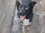 Adopt SCOUT a Black - with White Border Collie / Mixed dog in KELLYVILLE