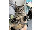Adopt Justin a Brown Tabby Domestic Shorthair (short coat) cat in South Padre