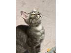 Adopt Roo a Gray, Blue or Silver Tabby Domestic Shorthair (short coat) cat in