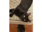 Adopt Bunny a All Black Domestic Shorthair (short coat) cat in Port Orange