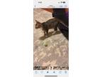 Adopt Benson a Tan or Fawn Tabby Bengal (short coat) cat in Port Orange