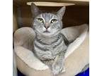 Adopt Mavi a Domestic Short Hair