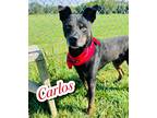 Adopt Carlos a Black German Shepherd Dog / Mixed dog in Louisville