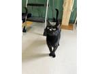 Adopt Pulga a All Black Domestic Shorthair / Domestic Shorthair / Mixed cat in