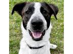 Adopt Sherry a Cattle Dog