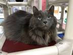 Adopt Smokey a Gray or Blue Domestic Longhair (long coat) cat in Powell