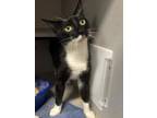 Adopt Nickelodeon a All Black Domestic Shorthair / Domestic Shorthair / Mixed