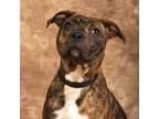 Adopt Blow Pop a Brindle German Shepherd Dog / Mixed Breed (Medium) / Mixed dog