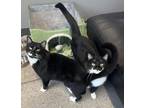 Adopt Dannie (23-029 C) a Black & White or Tuxedo Domestic Mediumhair / Mixed