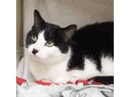 Adopt Amber *front declawed* a Domestic Short Hair