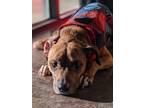 Adopt Bo a Brindle Miniature Bull Terrier / American Pit Bull Terrier / Mixed