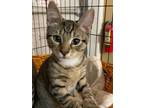 Adopt Kendall a Spotted Tabby/Leopard Spotted Domestic Shorthair / Mixed cat in