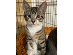 Adopt Roman a Spotted Tabby/Leopard Spotted Domestic Shorthair / Mixed cat in