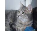 Adopt Chex ** Bonded with Graham** a Domestic Short Hair