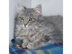 Adopt Graham ** Bonded with Chex** a Domestic Medium Hair, Domestic Short Hair