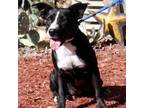 Adopt Ms. Gadget JuM a Black Labrador Retriever / Pit Bull Terrier / Mixed dog