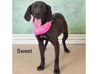 Adopt Sweet a Hound