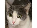 Adopt Shelby a Gray or Blue Domestic Shorthair / Mixed cat in Cumming