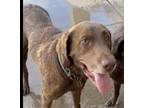 Adopt Rancher a Brown/Chocolate Labrador Retriever / Mixed dog in Maricopa