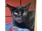Adopt Pip a All Black Domestic Shorthair / Mixed cat in West Des Moines