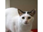 Adopt Chai (Bonded to Money) a White American Shorthair / Mixed cat in West Des