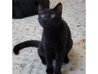 Adopt Leo a All Black Domestic Shorthair / Mixed cat in Long Beach