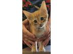 Adopt Alex a Orange or Red Tabby Domestic Shorthair (short coat) cat in