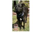 Adopt COH Montgomery a Black American Staffordshire Terrier / Mixed dog in