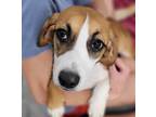 Adopt Brandy a Basset Hound / Lakeland Terrier dog in Sharpsburg, GA (38862751)