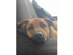 Adopt Jada a Tan/Yellow/Fawn - with Black Black Mouth Cur / German Shepherd Dog