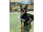 Adopt Houston a Black - with Tan, Yellow or Fawn Australian Kelpie / Mixed dog