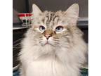 Adopt Florence a Domestic Long Hair