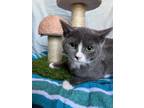 Adopt Lassiter a Gray or Blue (Mostly) Domestic Shorthair (short coat) cat in