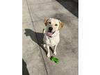 Adopt Rocco a Tan/Yellow/Fawn Labrador Retriever / Mixed dog in Long Beach