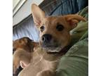 Adopt Havi a Mixed Breed (Medium) / Mixed dog in Vail, AZ (38918133)