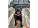 Adopt sweet “Caroline” a Black - with White Labrador Retriever / Boxer /