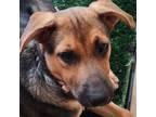 Adopt Ember Rose a Black Rottweiler / Mixed dog in Maricopa, AZ (38830161)