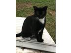 Adopt Skinny a Black & White or Tuxedo American Shorthair / Mixed (short coat)