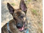 Adopt Dingo a Brindle German Shepherd Dog / Mixed dog in Berkeley, CA (38868561)