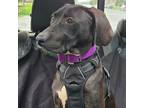 Adopt Vex'ahila a Black Mixed Breed (Medium) / Mixed dog in Philadelphia